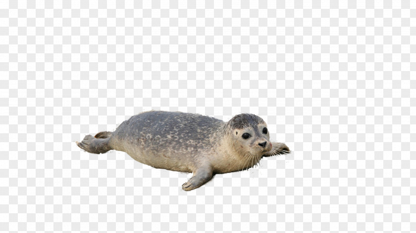 Seal Earless Harbor Snout Wildlife PNG