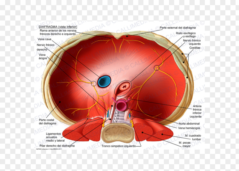 Top View Thoracic Diaphragm Crus Of Phrenic Nerve Esophageal Hiatus Inferior Vena Cava PNG