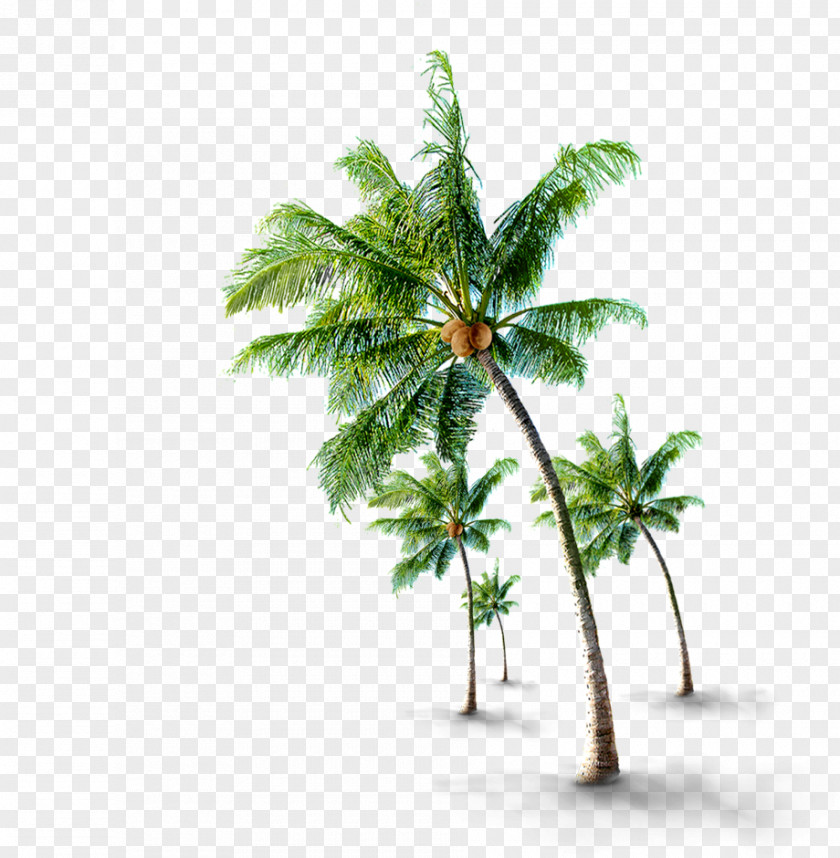 Coconut Tree Material If(we) PNG