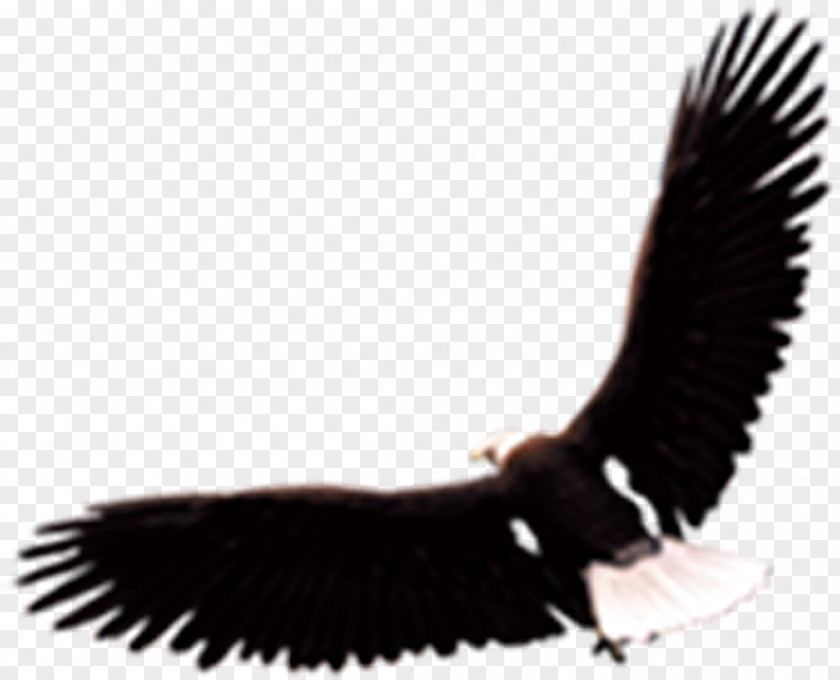 Eagle Hawk Vecteur Euclidean Vector PNG