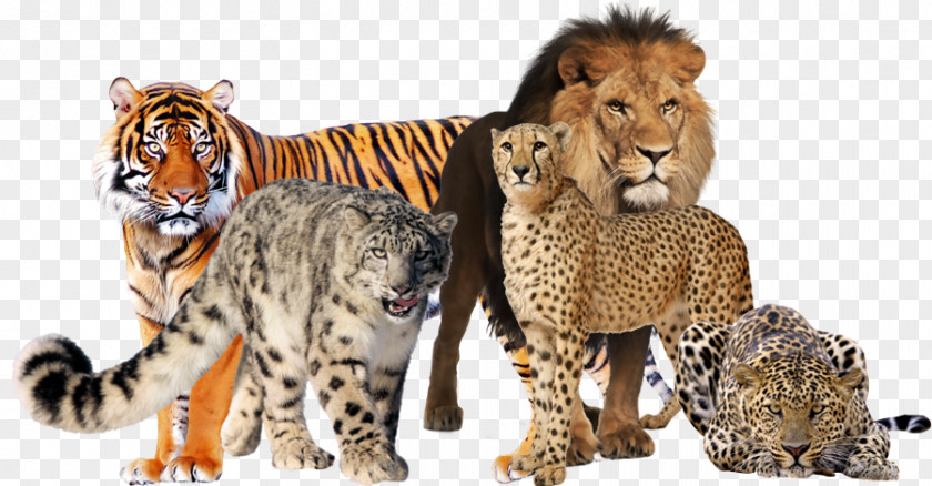 Feral Cat Cheetah Lion Big Kitten PNG