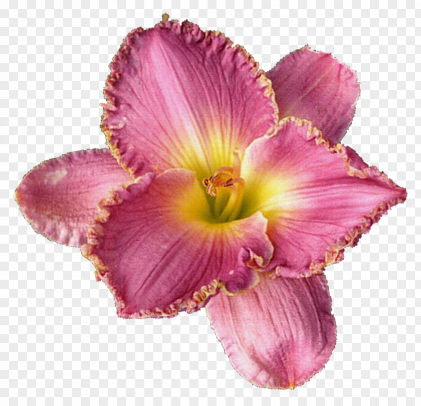Lily Cut Flowers Lilium Clip Art PNG