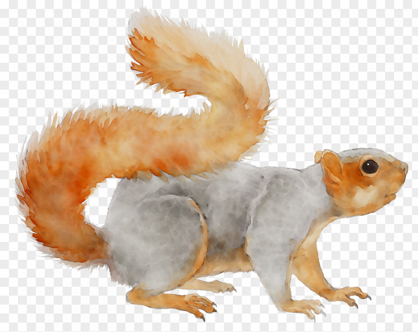 Squirrel Fauna Pet Terrestrial Animal Snout PNG