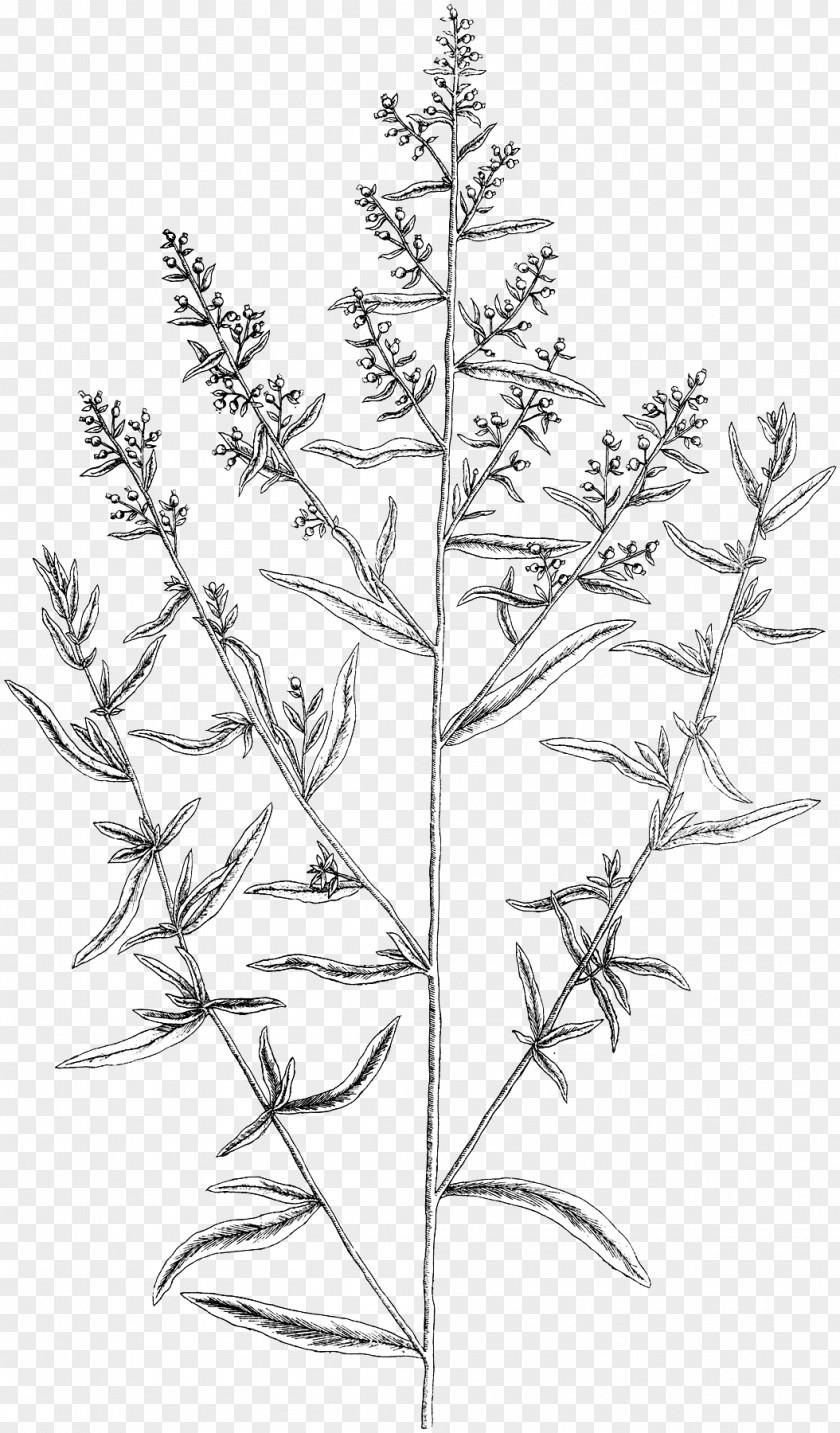 Tarragon Twig Herb Plant Stem Painting PNG