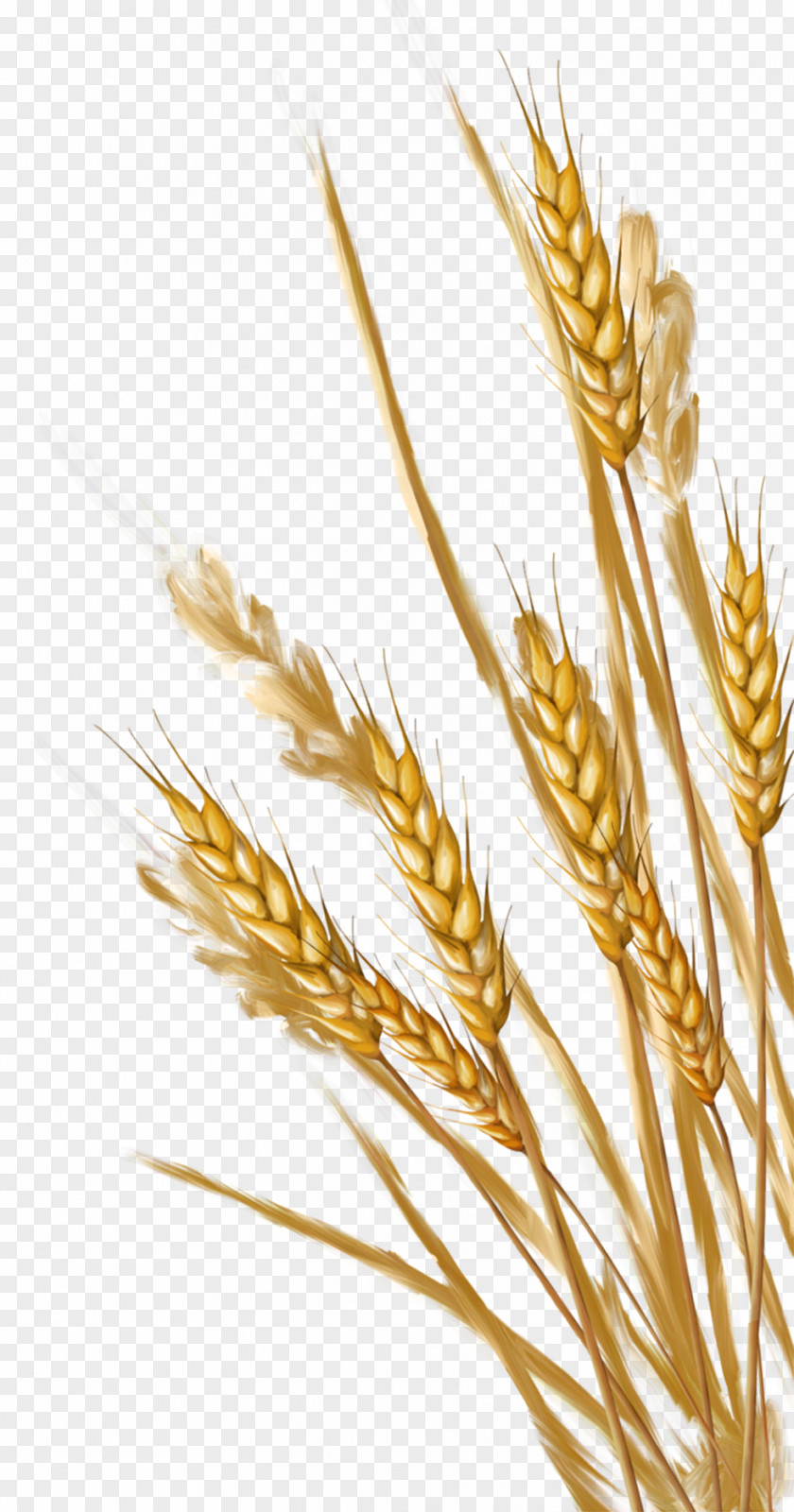 Wheat Ear Clip Art PNG