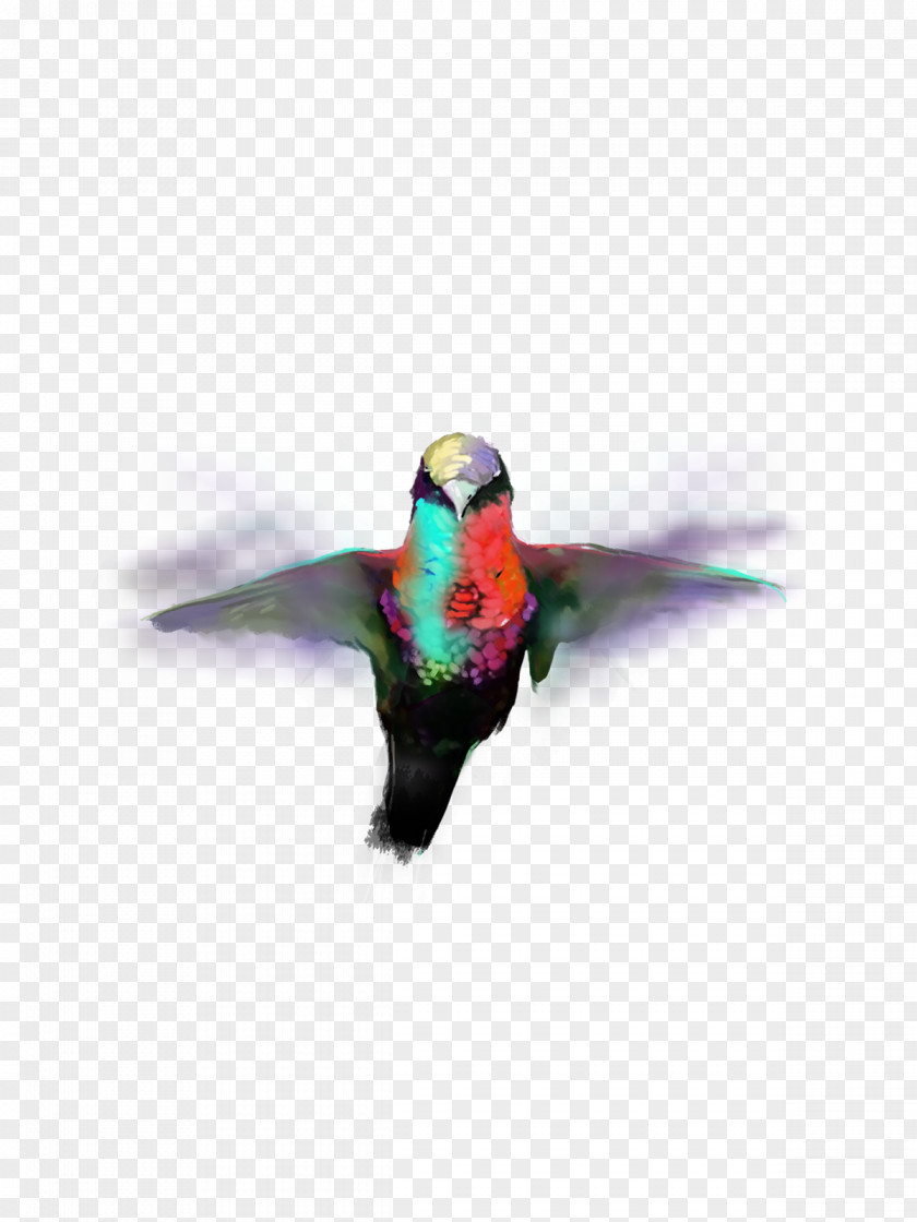Awesome Hummingbird M Parrot Beak Feather PNG