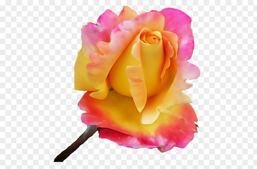 Flower Garden Roses GIF Petal PNG