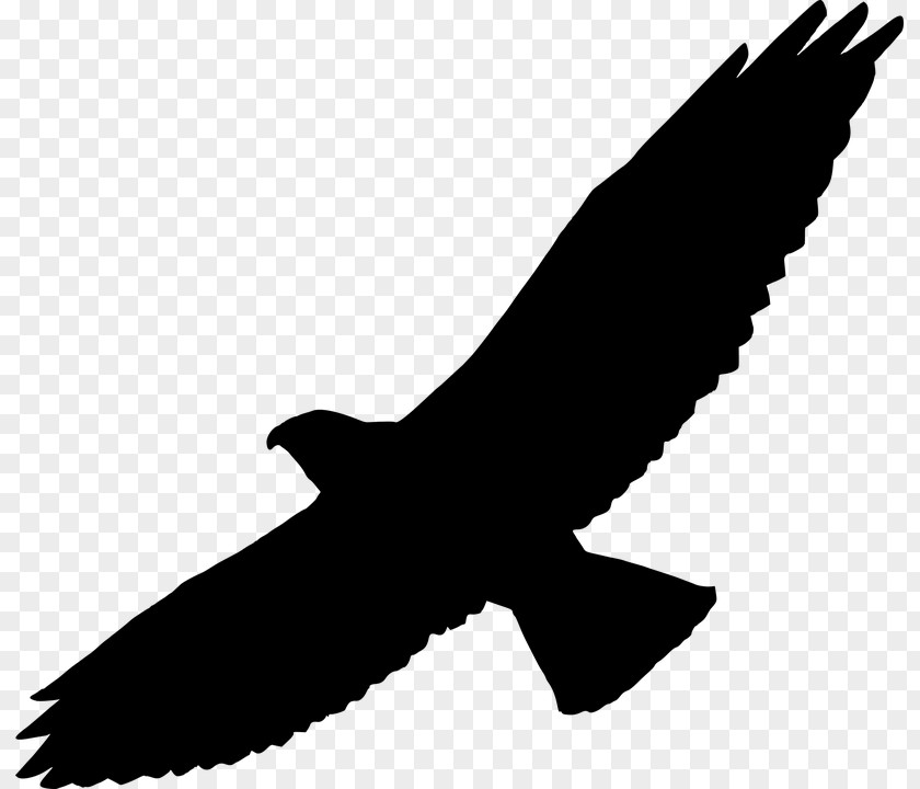 Fugle Swainson's Hawk Silhouette Clip Art PNG