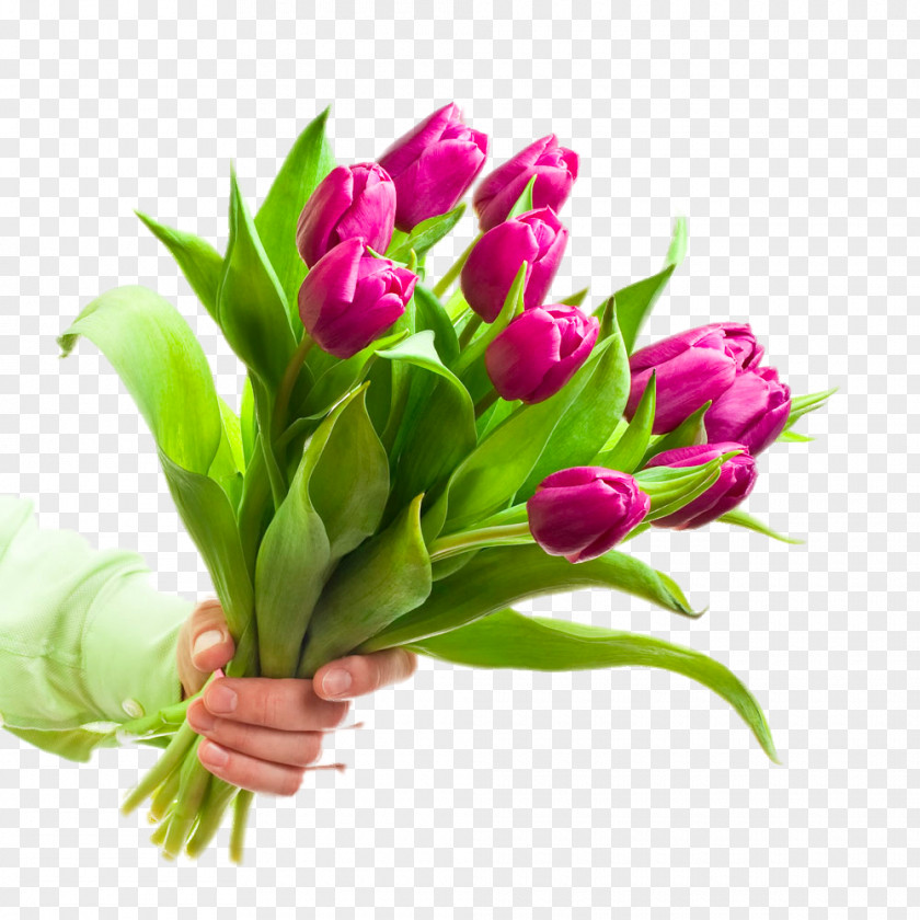 Holding A Bouquet Of Tulips Flower Stock Photography Tulip Stock.xchng PNG