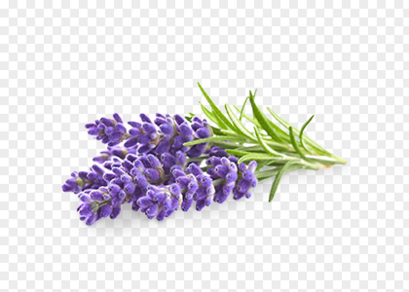 Lavender English Flower Oil Stock Photography PNG