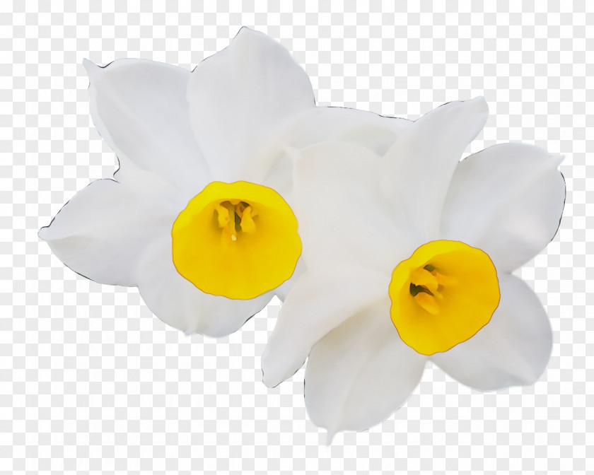 Cut Flowers Moth Orchids Petal Narcissus Flower PNG