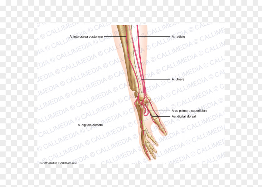 Hand Thumb Lateral Cutaneous Nerve Of Forearm Artery PNG