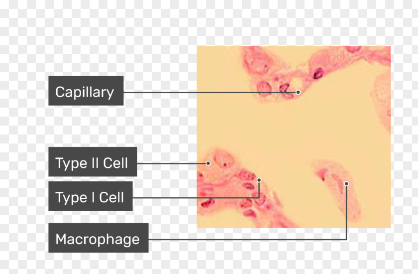 Microscope Alveolar Macrophage Pulmonary Alveolus Cell Lung PNG