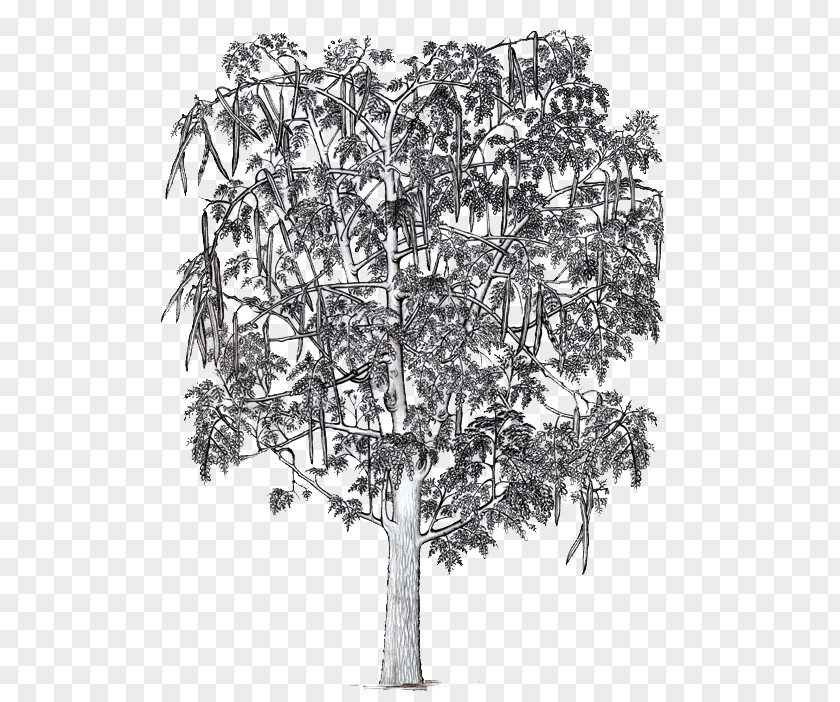 Moringa Tree Drawing /m/02csf White Flowering Plant PNG