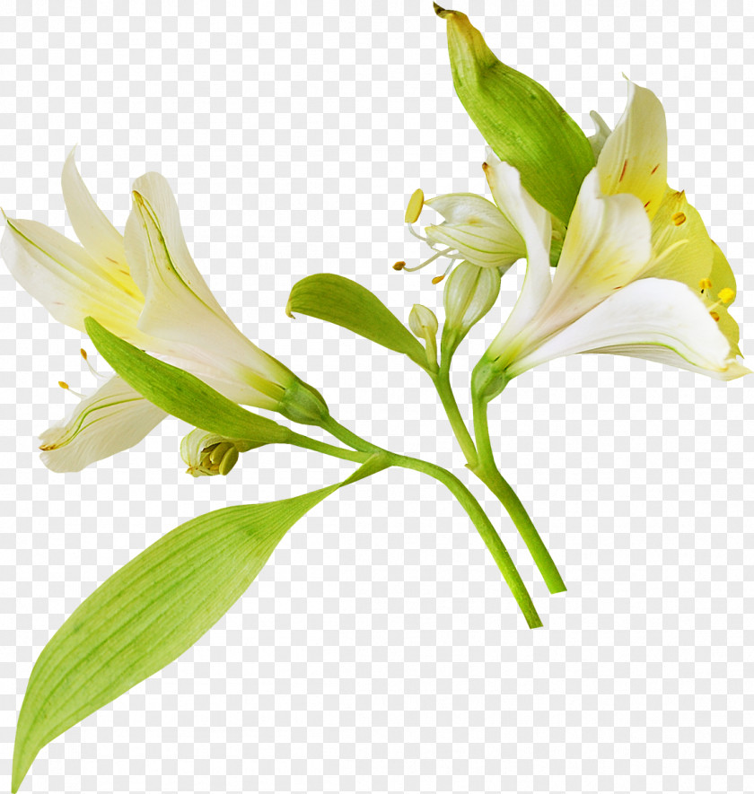 White Flower Lilium Albom Clip Art PNG