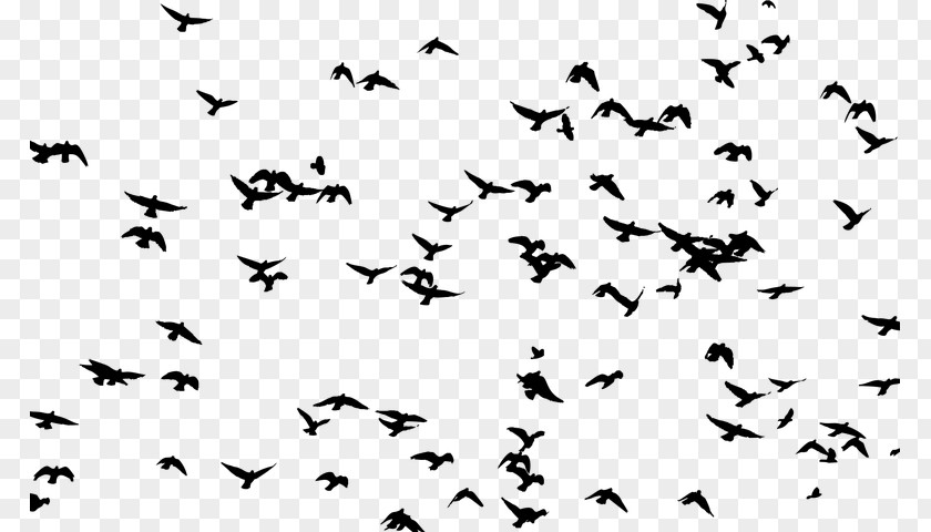 Bird Frigatebird Flock Silhouette Clip Art PNG