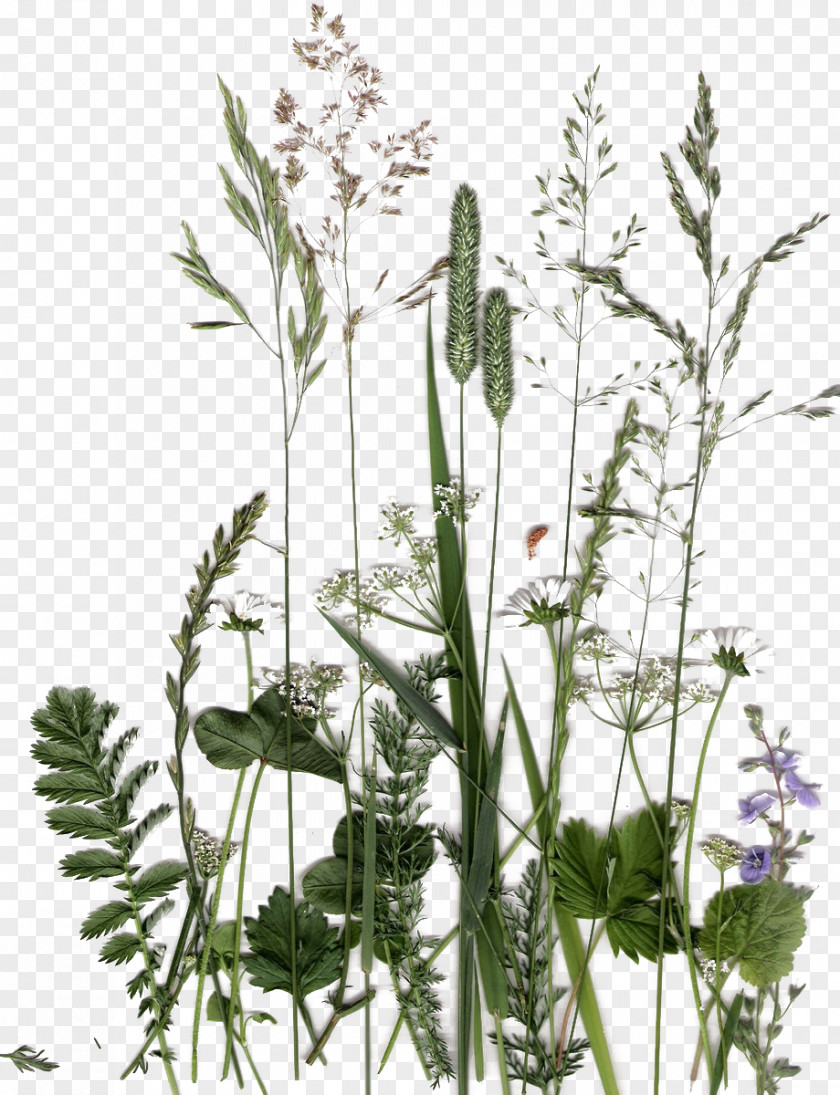 Dandelion Green Herb Collection English Lavender Plant Flower Flora Leaf PNG