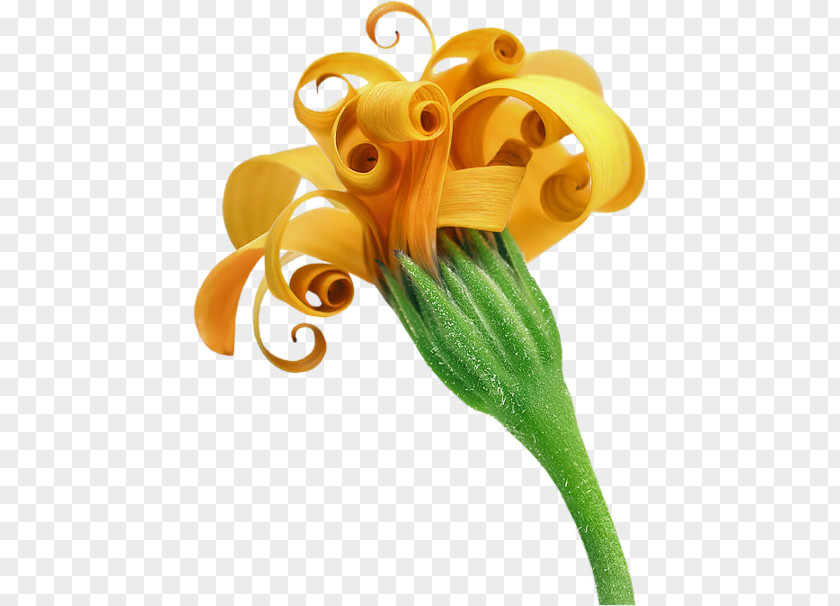 Flower TinyPic Yellow Clip Art PNG