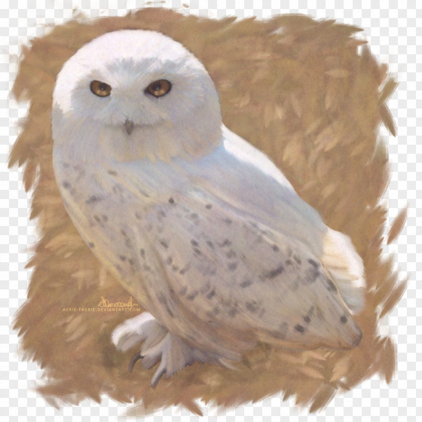 Harry Potter Owl And The Deathly Hallows Hedwig Fictional Universe Of PNG