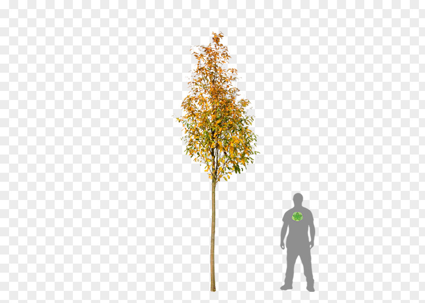 Tree Bastard Service-tree Twig Sorbus Thuringiaca 'Fastigiata Aria PNG