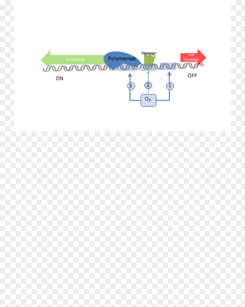 Antitermination RNA Polymerase Lambda Phage Protein PNG