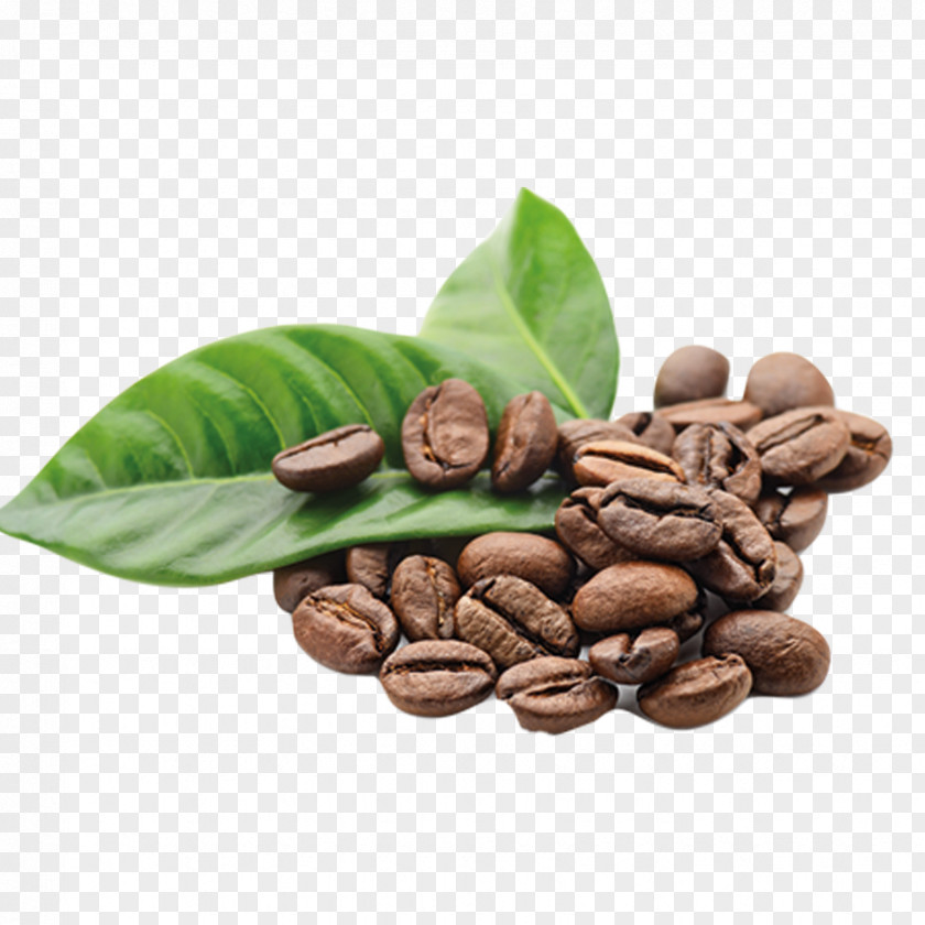 Beans Arabica Coffee The Bean & Tea Leaf Kona PNG