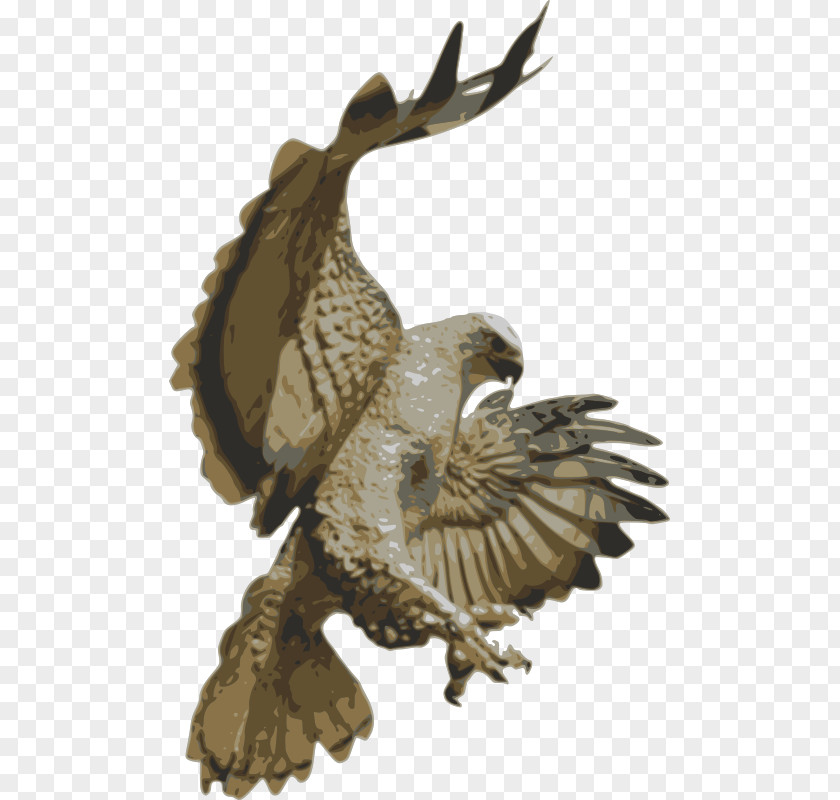 Falcon Red-tailed Hawk Accipitriformes Clip Art PNG