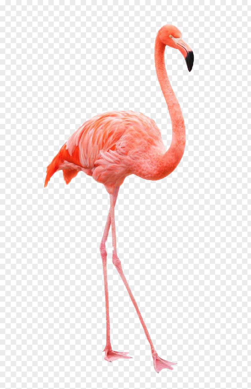 Flamingo Drawing Royalty-free Painting PNG