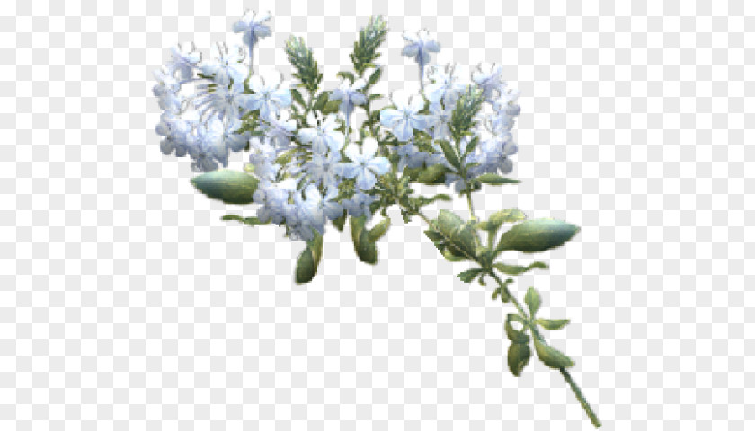 Flower Blossom Plant Lilac PNG