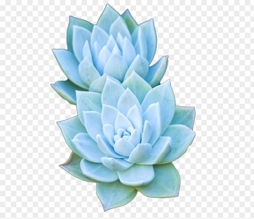 Flower Succulent Plant Artificial Agave PNG