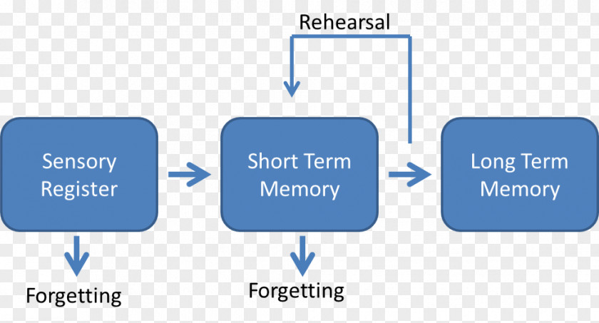Sensory Memory Atkinson–Shiffrin Model Psychology Storage Information PNG