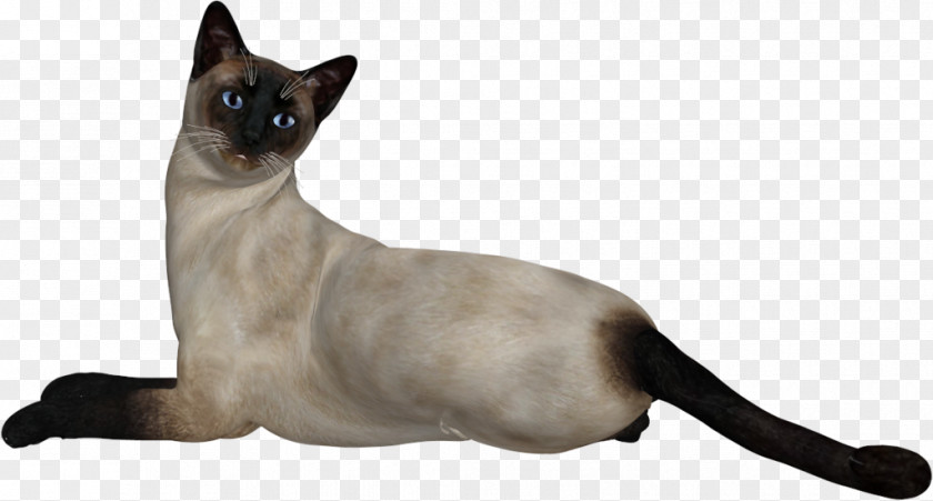 White Cat Siamese Congenital Sensorineural Deafness In Cats PNG