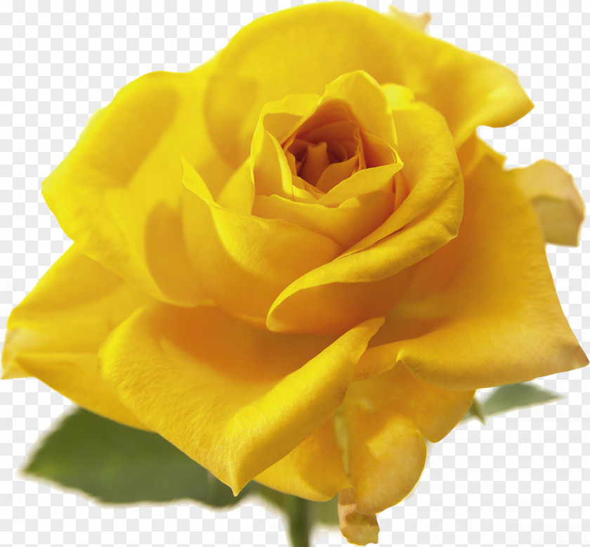 Yellow Rose Flower Vecteur PNG