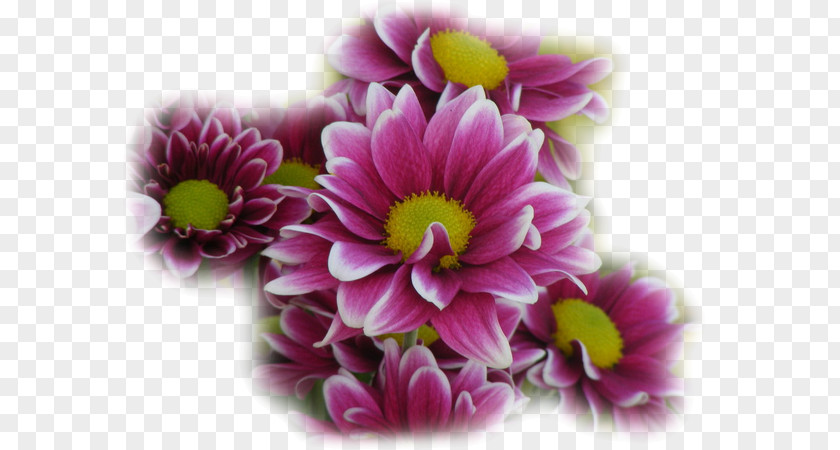 Flower Still Life Floral Design Clip Art PNG