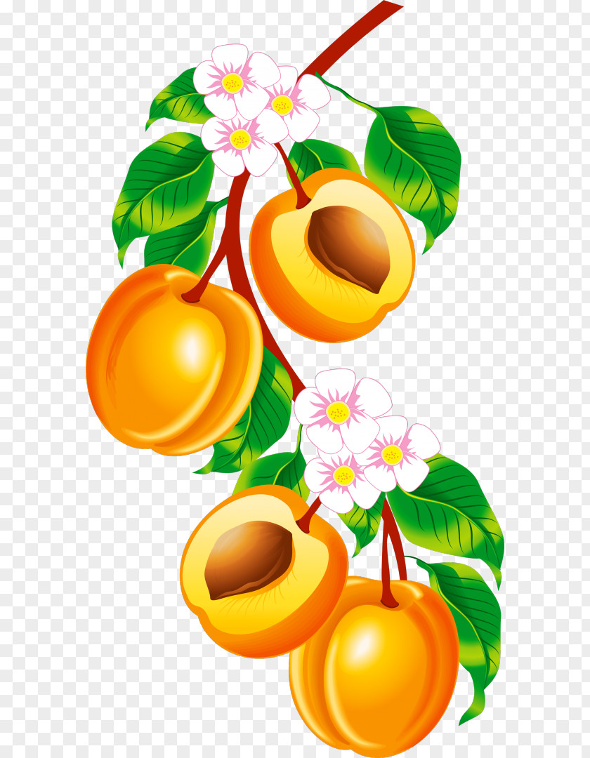 Fruit Peach Clip Art PNG