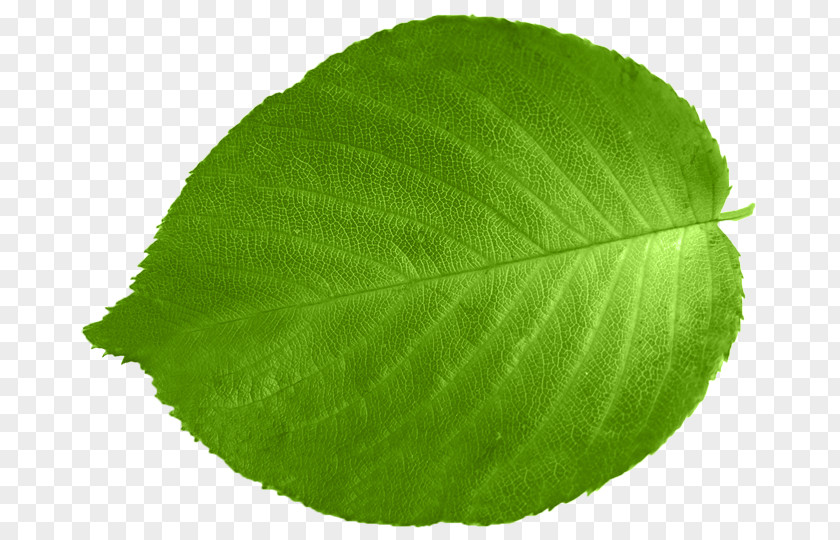 Leaf Green Color Red Orange PNG