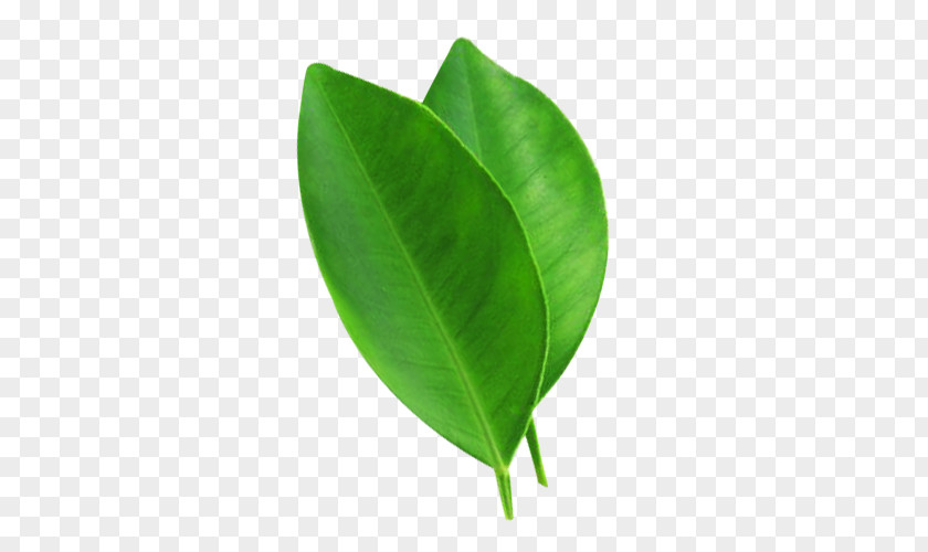 Two Pieces Of Lemon Leaves Picture Material Juice Leaf Lemonade PNG