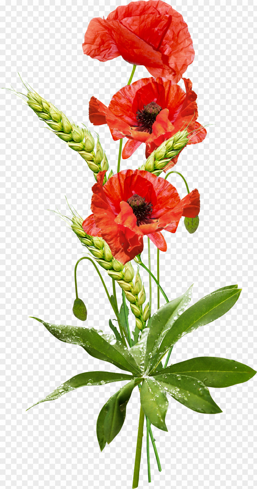 Flanders Field Poppies Flowers Clip Art Poppy Desktop Wallpaper Image PNG