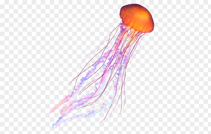 Jellyfish Coelenterata Soft-bodied Organism Invertebrate Aquatic Animal PNG organism animal, jellyfish, orange and pink jellyfish artwork clipart PNG
