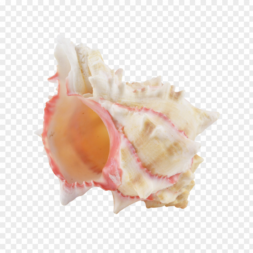 Shankha Conch Pink PNG