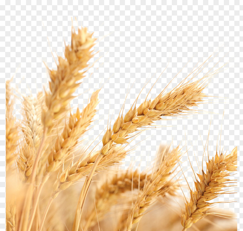 Wheat Picture Common Allergy Ear Cereal Harvest PNG