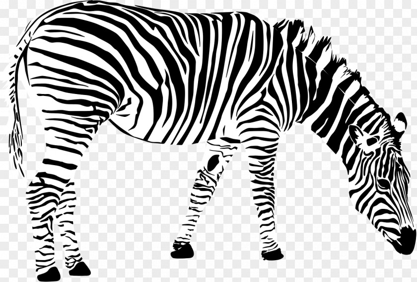 Zebra Grant's Clip Art PNG