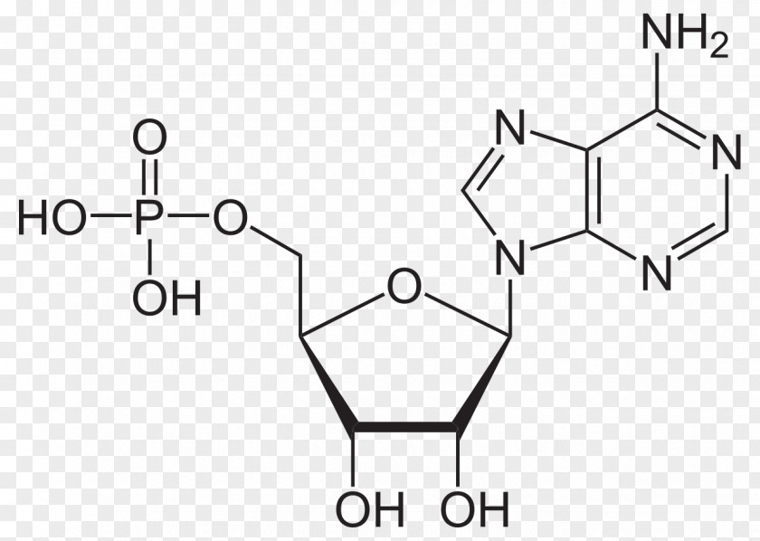 Adenosine Monophosphate Uridine Diphosphate Adenine Chemistry PNG