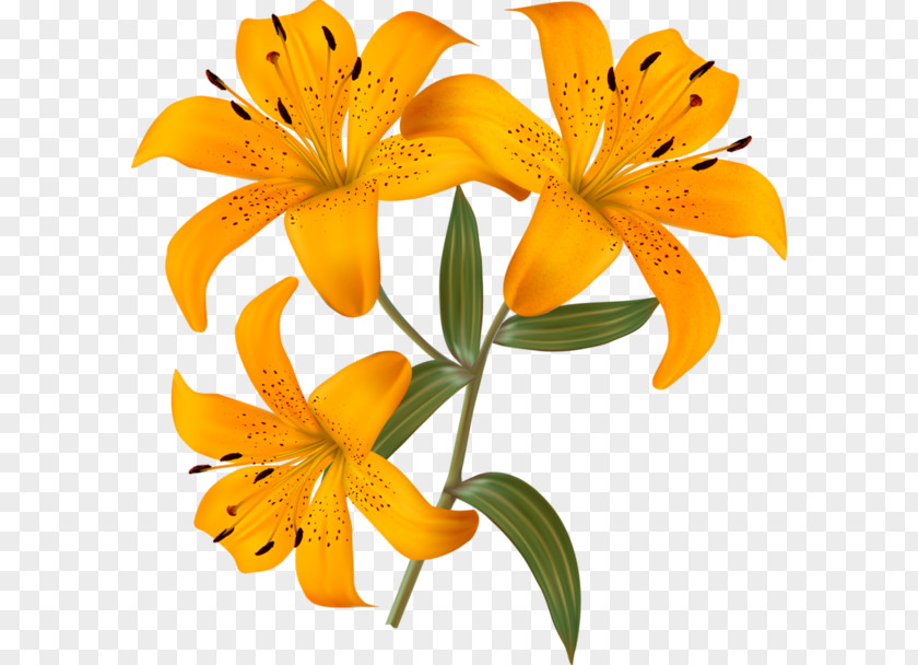 Butterfly Lilium Photography PNG