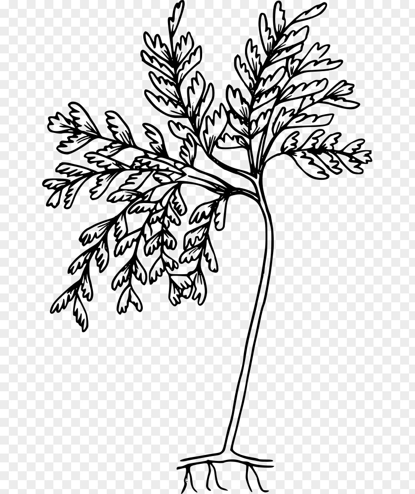 Fern Coloring Book Line Art Drawing Vector Graphics Illustration PNG