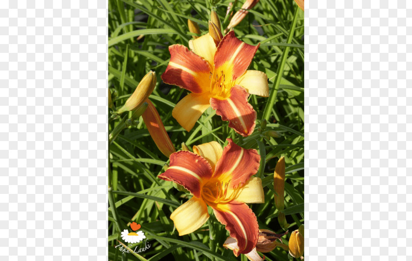 Flower Floral Design Daylily PNG