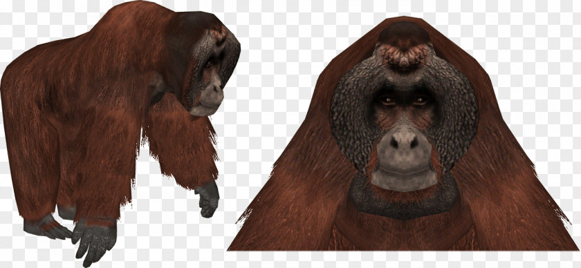 Orangutan Zoo Tycoon 2 Gorilla Chimpanzee Bornean PNG