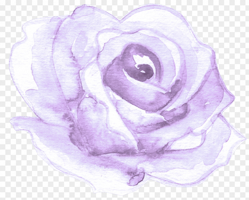 Rose Family Petal Garden Roses PNG