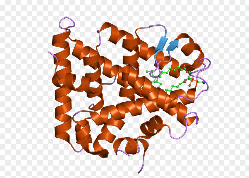 Steroidogenic Factor 1 Acute Regulatory Protein XY Gonadal Dysgenesis Enzyme PNG