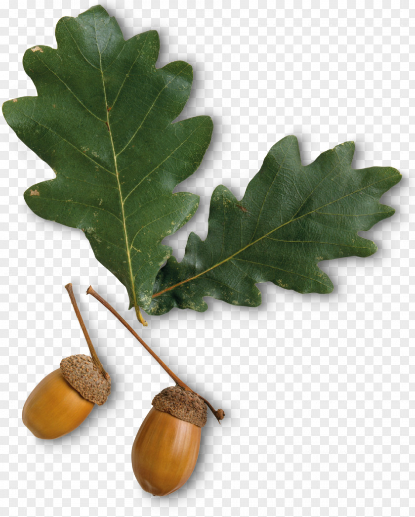 Tree Leaf Deciduous Oak Acorn PNG
